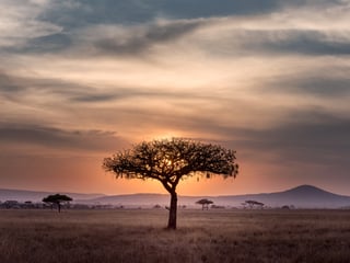 Un árbol solitario en una sabana africana al atardecer